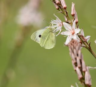 Byk Beyazmelek  (Pieris brassicae)