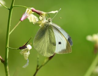 Byk Beyazmelek  (Pieris brassicae)