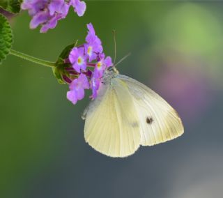 Byk Beyazmelek  (Pieris brassicae)