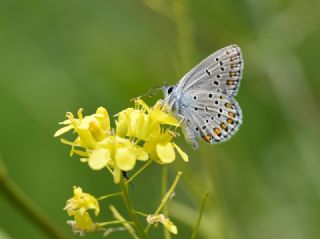 Anadolu Esmergz (Plebejus modicus)