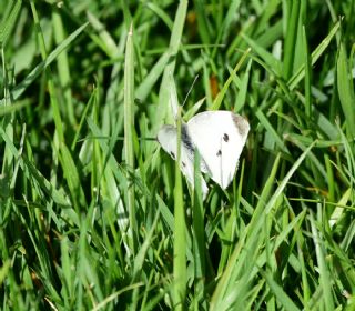 Kk Beyazmelek (Pieris rapae)