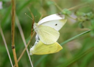 Kk Beyazmelek (Pieris rapae)