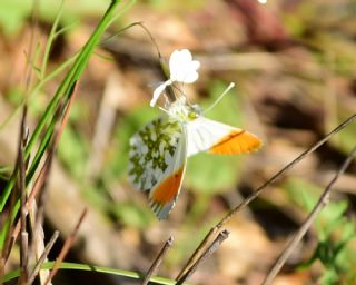 Turuncu Ssl (Anthocharis cardamines)