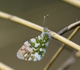 Turuncu Ssl (Anthocharis cardamines)