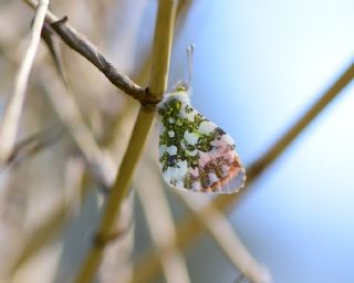 Turuncu Ssl (Anthocharis cardamines)