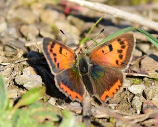 Benekli Bakr Gzeli (Lycaena phlaeas)