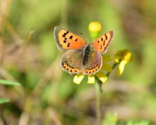 Benekli Bakr Gzeli (Lycaena phlaeas)