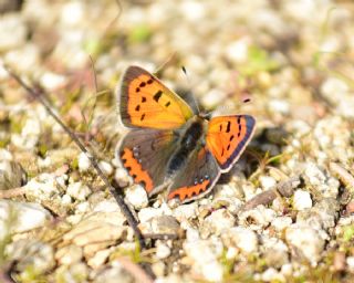 Benekli Bakr Gzeli (Lycaena phlaeas)