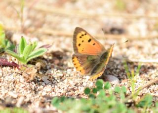 Benekli Bakr Gzeli (Lycaena phlaeas)