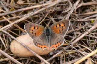 Benekli Bakr Gzeli (Lycaena phlaeas)