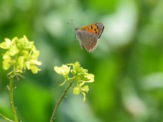 Benekli Bakr Gzeli (Lycaena phlaeas)