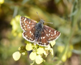 Kzl Zpzp (Spialia orbifer)