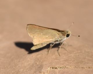 Cce Zpzp (Gegenes pumilio)