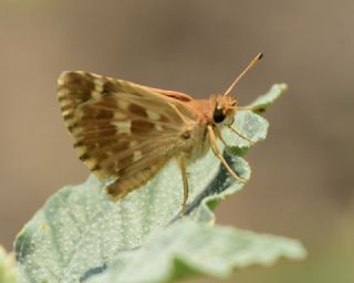 Akdeniz Zpzp (Muschampia proto)