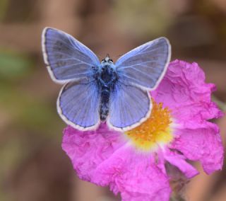 okgzl Mavi (Polyommatus icarus)