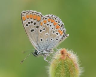 okgzl Esmer (Aricia agestis)