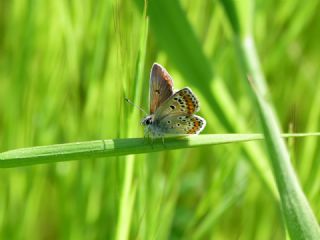 okgzl Esmer (Aricia agestis)