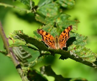 Yrtk Prtk (Polygonia c-album)