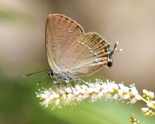 Byk Sevbeni (Satyrium ilicis)