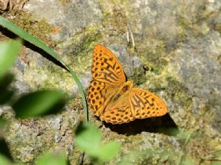 Cengaver (Argynnis paphia)