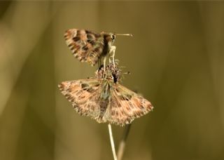 Hatmi Zpzp (Carcharodus alceae)