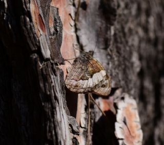 Byk Karamelek (Hipparchia syriaca)