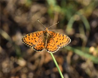 Gzel parhan (Melitaea trivia)