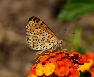 Gzel parhan (Melitaea syriaca)