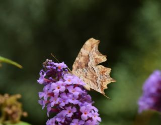 Anadolu Yrtkprt (Polygonia egea)