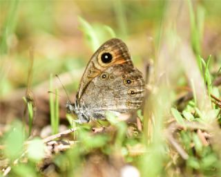 Esmerboncuk (Lasiommata maera)