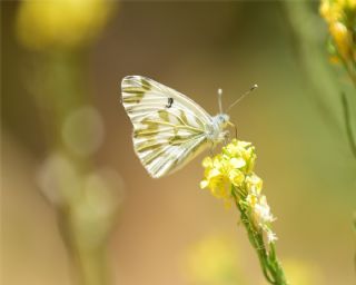 Kk Beneklimelek (Pontia chloridice)