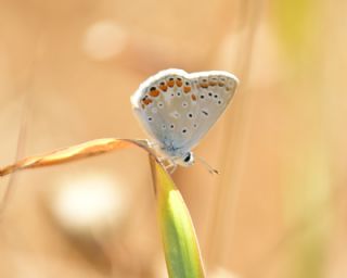 okgzl Mavi (Polyommatus icarus)