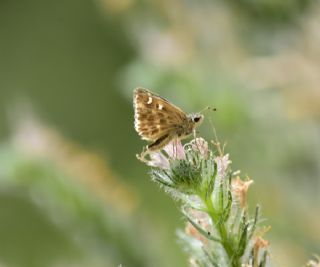 ark Zpzp (Carcharodus orientalis)