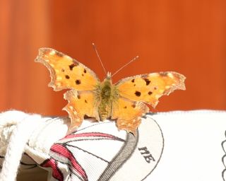 Anadolu Yrtkprt (Polygonia egea)