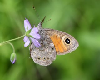 Esmerboncuk (Lasiommata maera)