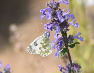 Yeni Beneklimelek (Pontia edusa)