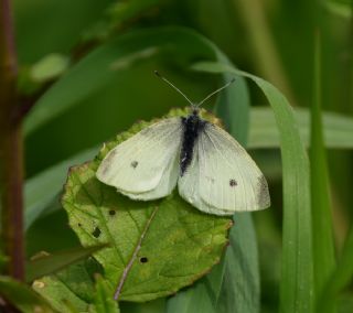 Kk Beyazmelek (Pieris rapae)