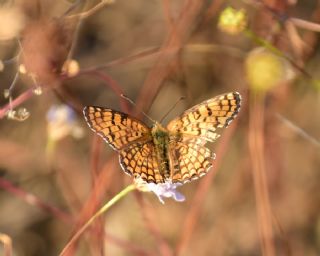 Amannisa (Melitaea athalia)