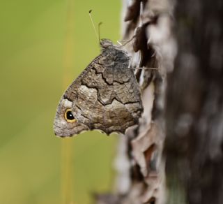 Anadolu Karamelei (Hipparchia fatua)