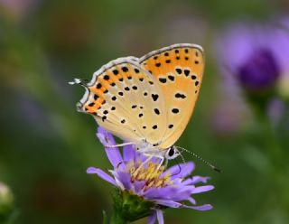 Kk Ate Gzeli (Lycaena thersamon)