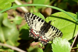 Orman Fistosu (Zerynthia cerisyi)
