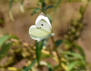 Kk Beyazmelek (Pieris rapae)