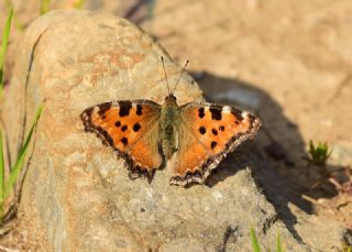 Karaaa Nimfalisi (Inachis polychloros)