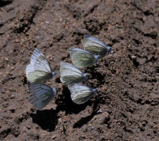 izgili Da Beyazmelei (Pieris bryoniae)