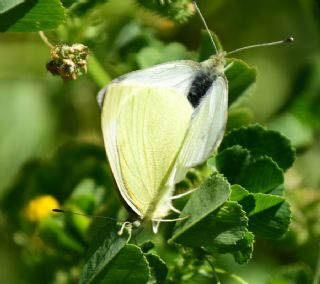 Kk Beyazmelek (Pieris rapae)