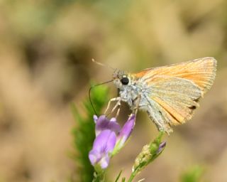 Sar Antenli Zpzp (Thymelicus sylvestris)