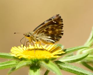 Hatmi Zpzp (Carcharodus alceae)