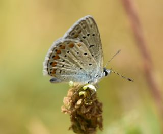 okgzl Mavi (Polyommatus icarus)