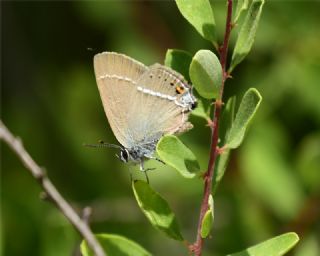 Gzel Sevbeni (Satyrium spini)