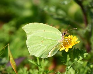 Kleopatra (Gonepteryx cleopatra)